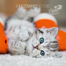 ALPHA Bildkalender Katzenbabys - 30 x 60 cm mit Ferienterminen Bildkalender 2025 1 Monat / 1 Seite