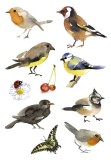 Herma 3351 Sticker DECOR Aquarell Vögel Deko-Etiketten Vögel mehrfarbig Papier permanent haftend 3