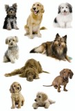 Herma 3432 Sticker DECOR Hundefotos Deko-Etiketten Hunde mehrfarbig Papier permanent haftend 3