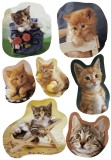 Herma 5747 Sticker DECOR fotogene Kätzchen Deko-Etiketten Katzen mehrfarbig Papier 3