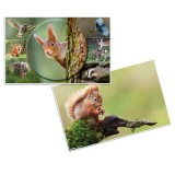 Herma Schreibunterlage Eichhörnchen - 55 x 35 cm beidseitig verwendbar Schreibunterlage 550 mm