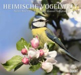 ALPHA Bildkalender Heimische Vogelwelt - 33 x 33 cm Bildkalender 2025 1 Woche / 1 Seite 33 cm 33 cm